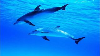 3 Hours of Playful Dolphin Sounds for Sleep and Relaxation