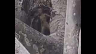 Alien in Tree Caught on Video