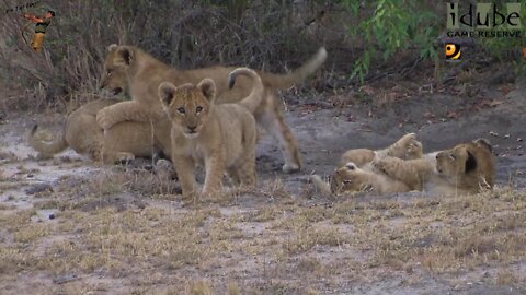 Daughters Of The Mapogo Lions - Rebuilding The Othawa Pride - 7: Playing After Eating The Rhino