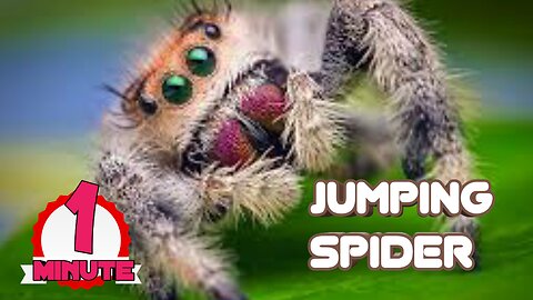 Jumping Spider | The Cutest animals in the world