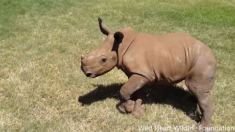 These rhino orphans are so cute when running and playing like children