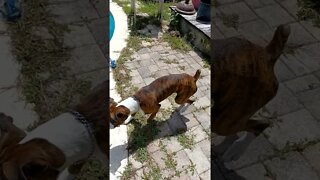 dogs having fun