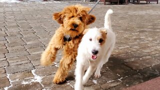 Ares and Oakley a golden doodle 5month old with puppy hair. Apres Skiing.