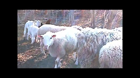 Kilo the rooster, with his goat and sheep flock (ft. Laurie Garnder's cover of Dreams)