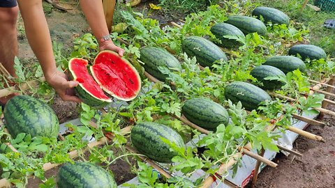 Grow watermelon this way, the fruit will be big and sweet, grow watermelon in a bag of soil