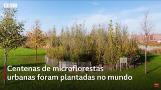 O que são as 'microflorestas' que estão surgindo no mundo