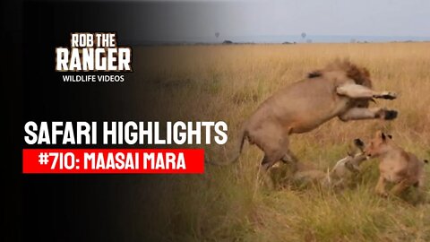 Safari Highlights #710: 26 August 2022 | Lalashe Maasai Mara | Latest Wildlife Sightings