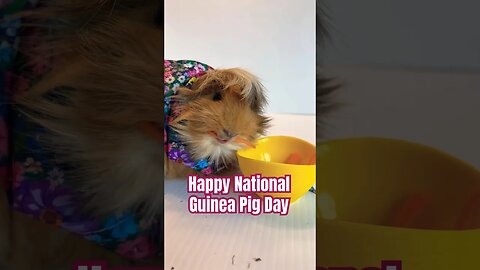 Happy National Guinea Pig Day!