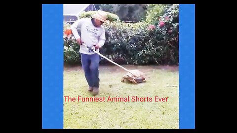 The Funniest animals shorts ever🥳