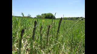 Succulent Spring Stalks Asparagus May 2022