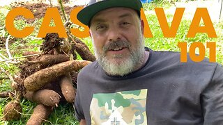 Everything You Need To Know About Growing Cassava: From PLANTING TO HARVEST