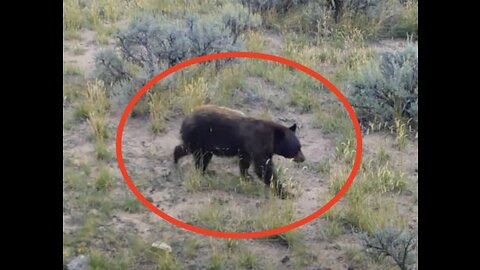 Stubby Colorado Black Bear on Trail Camera