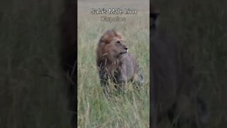 Wildlife Sightings Today 17/04/22 (Lions, Cheetah, etc) | Lalashe Maasai Mara | #shorts