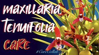 Maxillaria tenuifolia 🥥 orchid SIMPLE CARE Guide | Leca & Semi Hydroponics #carecollab