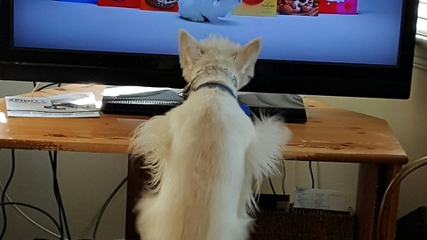 Determined dog tries to catch bunny on TV
