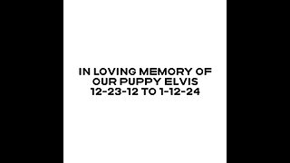 In Loving Memory of our Pup Elvis