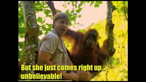 Steve Irwin Meets Orangutans