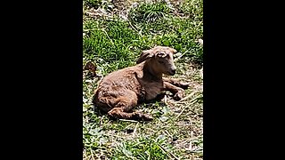 Flock it Farm: Baby goat