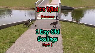 1 Day Old Goslings - Part 1