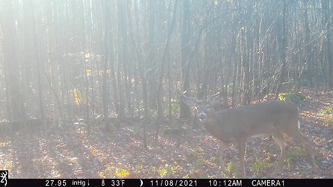 2021 Pa Buck Deer With Excalibur Crossbow Micro 335