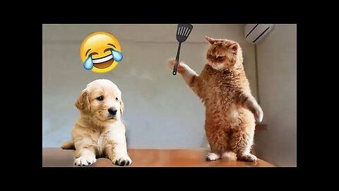 Puppy and cat funny 😁