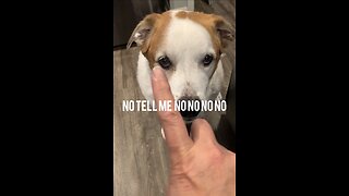 Telling by dog no no no no!