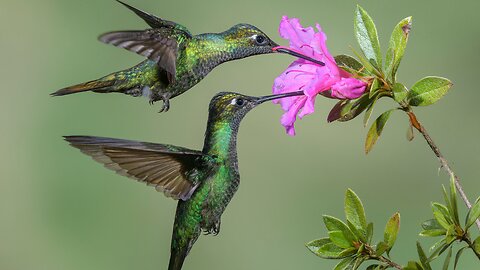 Fascinating Hummingbird Habits.