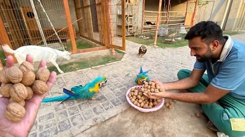 Macaw Parrot Ko New Home Main Shift kr Diya😍