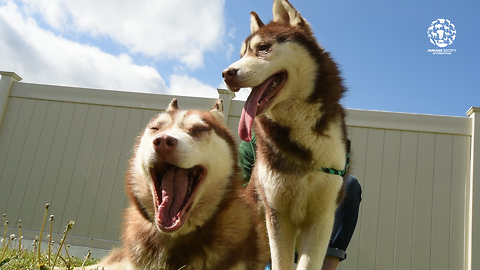 Meet Cedric & Mendy :Two beautiful dogs once destined for someone's dinner plate