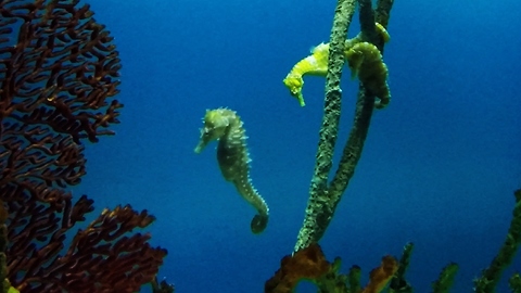 Seahorses glide gracefully among ocean coral