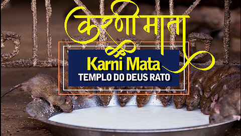 Karni Mata, o templo do deus rato | Karni Mata, the temple of the mouse god | Jornalismo Verdade