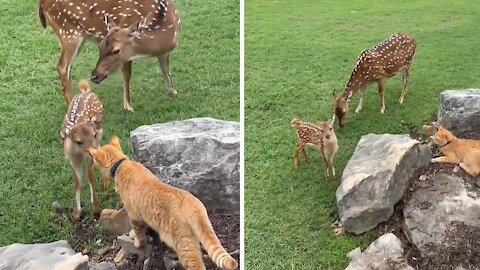 Sweet fawn meets dog & kitten for the first time