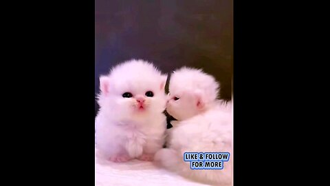 cute_#kitten_#Sweet_#cat_chipi_chipi_chapa_..🐾😻