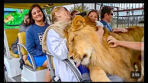 Visitors didn't expect such a warm welcome from a lion