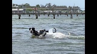 Great White Shark Fin Dane Sighting & Splashing Fun At Florida Beach