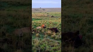 Big Lion With His Prey #Wildlife | #ShortsAfrica