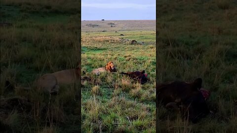 Big Lion With His Prey #Wildlife | #ShortsAfrica