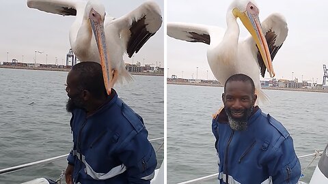 Incredible Moment As Majestic Pelican Perches On Man's Shoulder