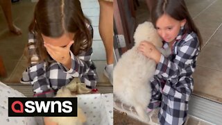 Adorable moment seven-year-old girl unwraps a puppy for Christmas