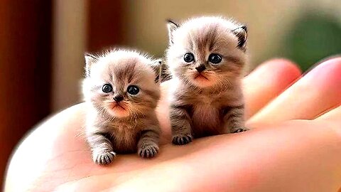 Cute Kitten Cat | Baby Cat | Cat sound | CatAnimal |