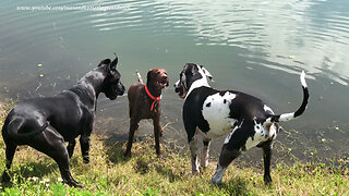 Funny Great Danes Play Water Tag with German Short Haired Pointer