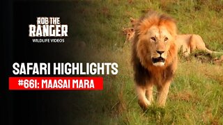 Safari Highlights #661: 28 January 2022 | Maasai Mara/Zebra Plains | Latest Wildlife Sightings