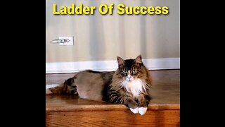 The Ladder Of Success (Featuring Petunia The Norwegian Forest Cat)