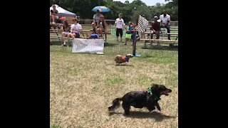 FWDD 11 running wiener race