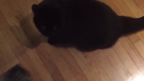 Cat attacks owner for poor singing skills