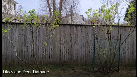 Lilacs and Deer Damage