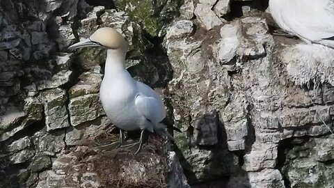 Gannet