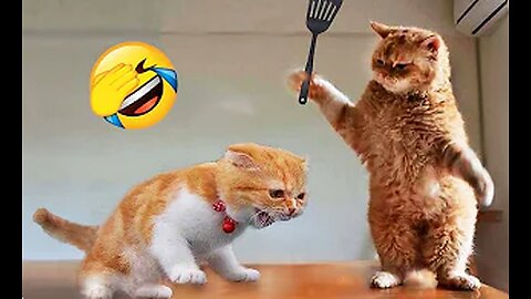 Funniest Animals 😂 New Funny Cats and Dogs Videos