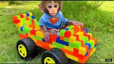 Baby monkey and puppy play with lego car and harvest watermelons in the garden