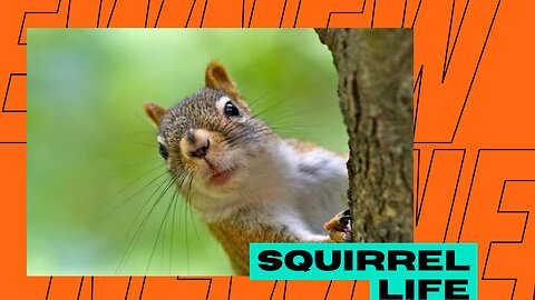 Cute Squirrel Compilation||squirrel,animals||#squirrel #adorable #wildlife #viral